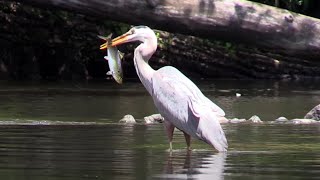 Great Blue Heron Blackcrowned Night Herons amp Others in the Charles River [upl. by Ordnagela36]