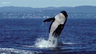 Hydrophone broadcasts live orca sounds [upl. by Rad397]