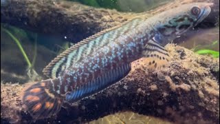 How to setup a tank for Channa Bleheri rainbow snakehead [upl. by Naes]