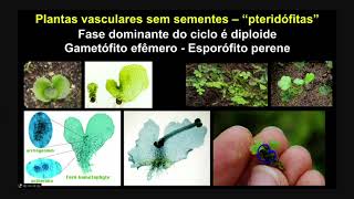 Taxonomia Vegetal  Aula 07  Traqueófitas Licófitas monilófitas e espermatófitas [upl. by Dyolf647]