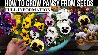 How To Grow Pansy From Seed With Full Updates [upl. by Ahsimet]