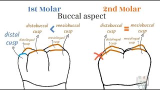 Differences between Mandibular 1st amp 2nd Molar [upl. by Salter]