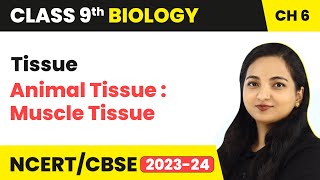 Animal Tissue  Muscle Tissue  Muscular Tissue  Tissue  Class 9 Biology Chapter 6  202324 [upl. by Eliott875]