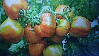 Unlock The Secrets of Heirloom Tomatoes How to Harvest Their Seeds [upl. by Socher915]