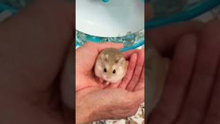 Dwarf Hamster Cuteness hamsters roborovskihamster pets [upl. by Yrotciv]