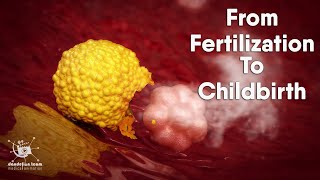 from fertilization to childbirth  3d medical animation  by Dandelion Team [upl. by Layla838]