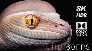 Dolby Vision Demo 8K HDR 60FPS [upl. by Morley157]