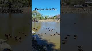 Parque de la Paz Sh2 4k travel nature senderismo costarica uhd [upl. by Nosrak]