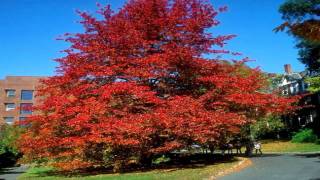 Tupelo Trees For Sale [upl. by Ayaj]