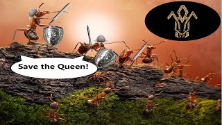 Saving Camponotus singularis queen [upl. by Krysta]