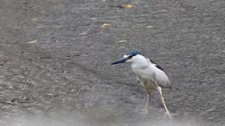 black crowned night heron in the river [upl. by Reniti407]