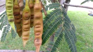 Albizia julibrissin seed pods  arborele de matase mimosa  Persian Silk Tree HD 04 [upl. by Akinohs]