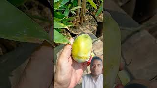 Mangga sengir fruit mango tamil jackfruit buah videotanaman manggasengir remixgreenscreen [upl. by Stanislas]