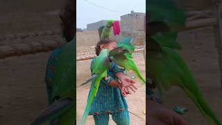 Cute baby parrot Eliza held three parrots on her hands today [upl. by Nnaeirual896]