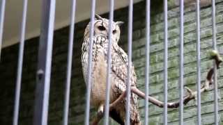 Bengaalse Oehoe ZOO Antwerpen  Indian eagleowl ZOO Antwerp [upl. by Damal]