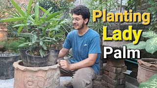 Planting Lady Palm In Big Pot  Baith Palm  Repotting Of Palm garden plants indoorplants [upl. by Rhine844]