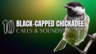 10 Blackcapped Chickadee Calls and Sounds That Help Identify the Bird [upl. by Myer]