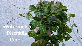 Watermelon Dischidia  Full Care Guide [upl. by Akaenahs285]