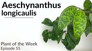 How To Care For Aeschynanthus longicaulis Black Pagoda Lipstick Plant  Plant Of The Week Ep 55 [upl. by Asenev]