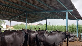 y t patil dairy farm kolhapur अरविंद पाटील डेअरी फार्म यांचे म्हशींच्या गोठ्याचे योग्य नियोजन [upl. by Carlye]