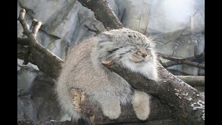 manul life could be dream [upl. by Nivra]