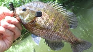 Popper Fishing for BIG Sunfish from my Kayak [upl. by Apple]