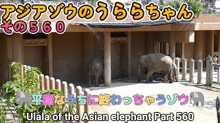 アジアゾウのうららちゃん（５６０）🐘平穏なうちに終わっちゃうゾウ🐘（東山動植物園）Ulala of the Asian elephant Part 560 [upl. by Annovad]