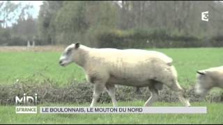 ANIMAUX  le boulonnais le mouton du nord [upl. by Enomes]