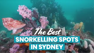 The Best Snorkelling in Sydney [upl. by Edlihtam]