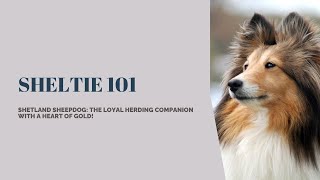 Shetland Sheepdog 101 Unveiling the Beauty and Brilliance of the Sheltie Breed [upl. by Anairuy]