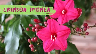 How to grow and care Ipomoea HorsefalliaeLady doorlys morning gloryCrimson IpomeaIpomea Pink [upl. by Ahsieket]