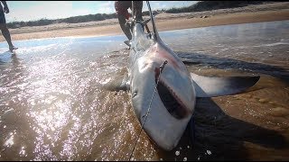 Massive Texas Bull Shark SPI 7th Sea [upl. by Nwahsuq]