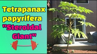 Tetrapanax papyrifer “steroidal giant” [upl. by Sug168]