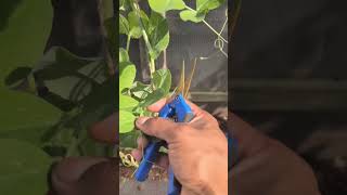 How To Make Snap Peas Grow Faster 🫛 Grow More In Less Time  peas shorts garden [upl. by Stonwin910]