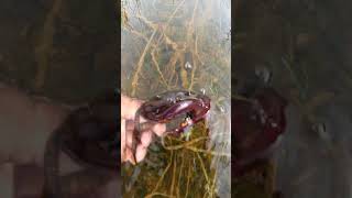 Hunting freshwater Crab in a beautiful flooding rice fields fishing nature beautifulplace [upl. by Tanitansy]