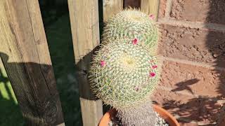 Mammillaria muehlenpfordtii in bloom August 2024 [upl. by Clementi931]