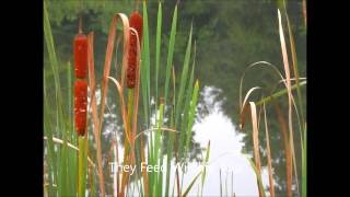 Cattails For Sale [upl. by Lacie]