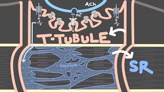 Excitation Contraction Coupling and the Neuromuscular Junction  Skeletal Muscle Contraction [upl. by Andrel]