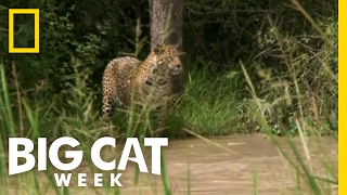 Hunting a Capybara  Big Cat Week [upl. by Ferdinanda]