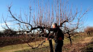 Fondazione Minoprio  LA POTATURA DEL CACHI 2 [upl. by Honeywell]