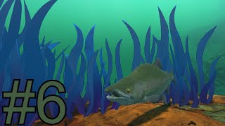 fish feed and grow 6 the salmon eats the arapaima [upl. by Siulegroj730]