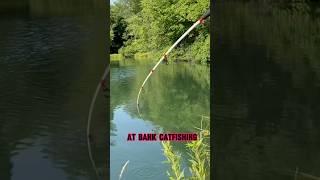 HOW TO Master The ART Of BANK Catfishing shorts fishing [upl. by Eul]