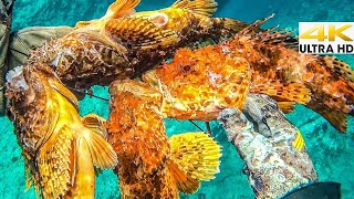 Spearfishing VENOMOUS SCORPION FISH☣️CATCH and COOK [upl. by Wilcox]