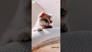 kucing gemoyyy shortvideo cat kucinglucu fyp [upl. by Irisa]