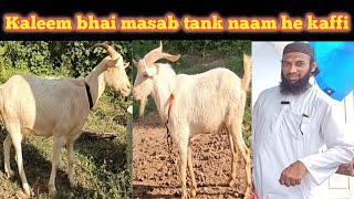 saanen Goat top quality pair Available masab tank kaleem Bhai Lbhgoat [upl. by Etnaud]