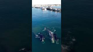 Puerto Madryn y sus ballenas [upl. by Duwalt58]