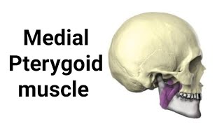 Medial Pterygoid muscle Head and neck [upl. by Mayer386]