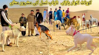 Nayab Nasli Dogs 🐕 ki bahtareen Market 😍 Pk Animals Vlog [upl. by Akins]