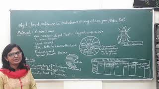 Food preference in tribolium for BSc part 3 Zoology practical [upl. by Ayahc797]