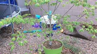 Grow Jamaican Cherry in a Container [upl. by Orsino]